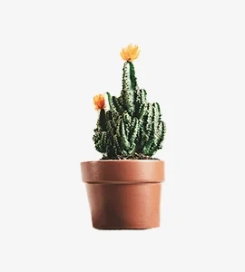 Cactus Flower