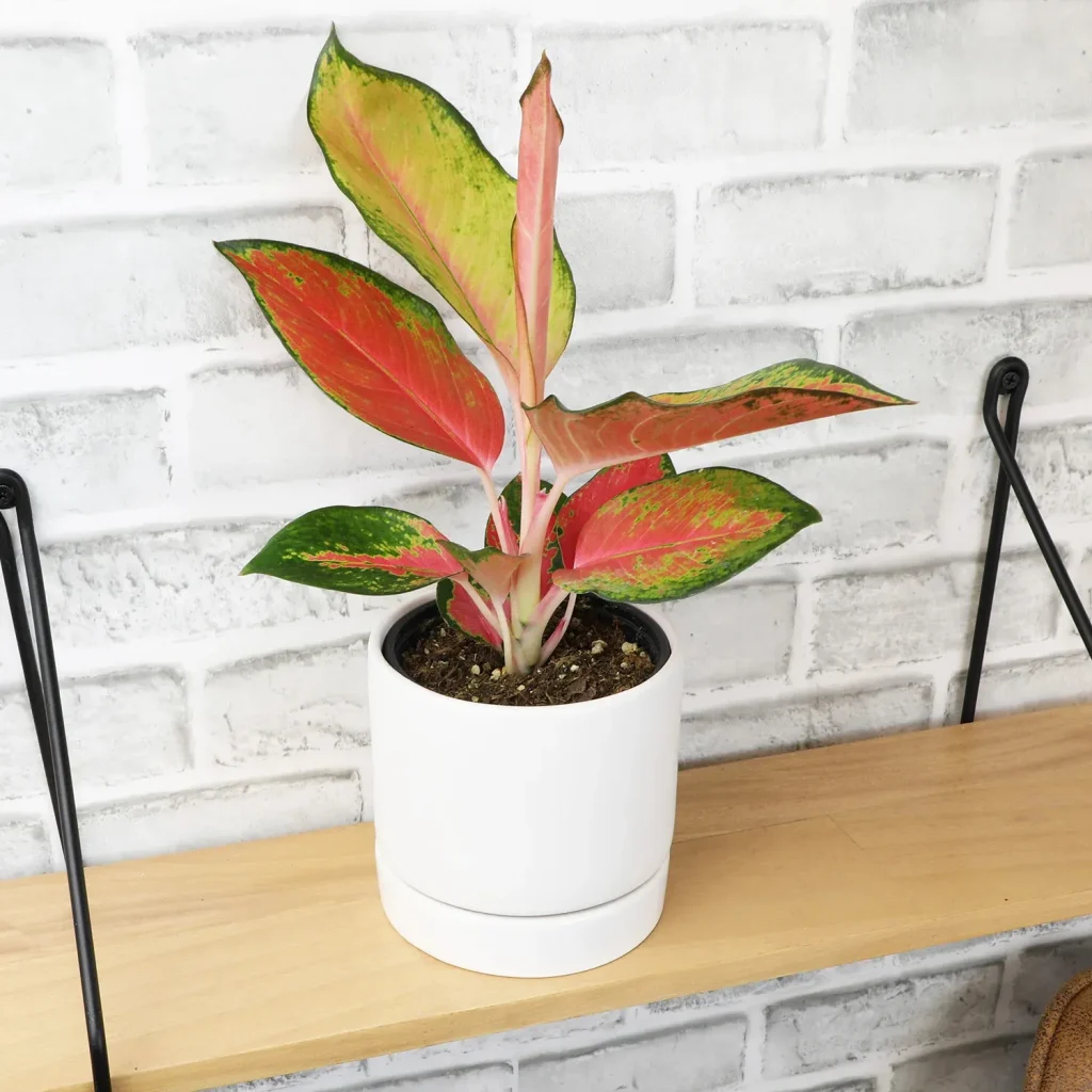 aglonema vertical garden