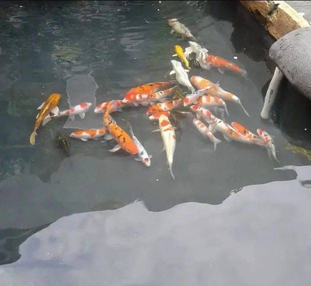 kontraktor Kolam Ikan Minimalis