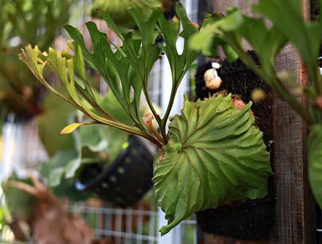tanduk rusa vertical garden