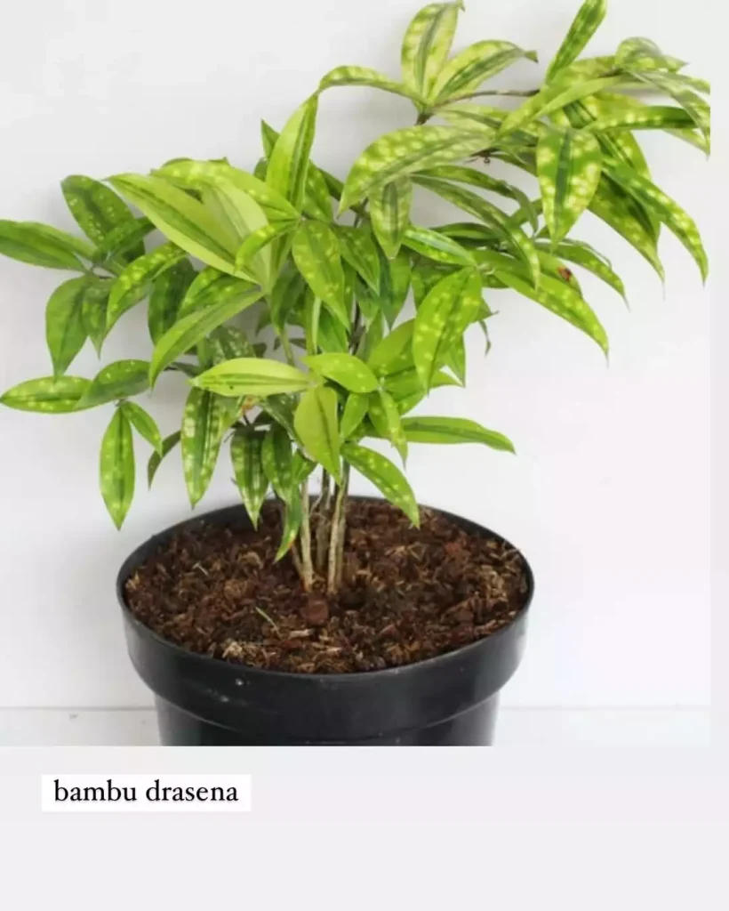 sewa tanaman bambu drasena