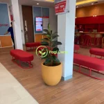Jasa Sewa Tanaman Hias Bekasi Jasa Sewa Tanaman Hias Bekasi
