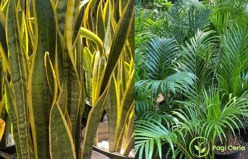 Tukang Taman Terpercaya